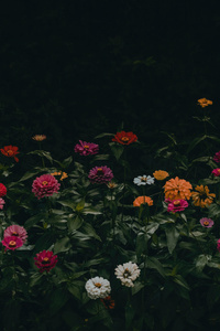 Flowers 5k (1080x2160) Resolution Wallpaper