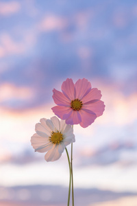 Flowers Minimal (1080x2160) Resolution Wallpaper