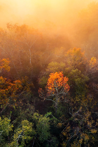 Foggy Morning Houston Trees (1440x2560) Resolution Wallpaper