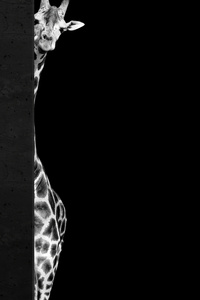 Giraffe Black 4k (2160x3840) Resolution Wallpaper