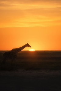 Giraffe Evening Hour (720x1280) Resolution Wallpaper