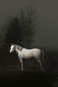 Horse 5k (2160x3840) Resolution Wallpaper