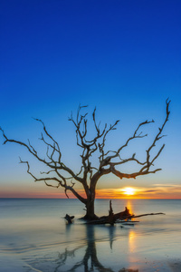 Jekyll Island Georgia Usa (1440x2560) Resolution Wallpaper