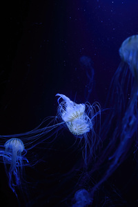 Jellyfish Under Water 5k (2160x3840) Resolution Wallpaper