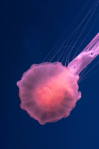 Jellyfish Underwater 4k 5k (720x1280) Resolution Wallpaper