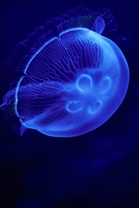 Jellyfish Blue 5k (720x1280) Resolution Wallpaper