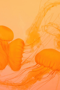 Jellyfish Closeup (2160x3840) Resolution Wallpaper