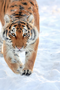 Lion Walking In Snow (1280x2120) Resolution Wallpaper