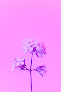 Purple Flower 5k (1080x2160) Resolution Wallpaper