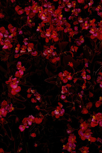 Red Flowers Bed 4k (1080x2160) Resolution Wallpaper