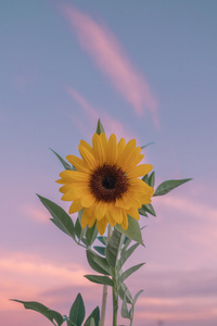 Sunflower Minimal 5k (1080x2160) Resolution Wallpaper