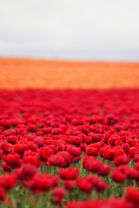 Tulips Field 8k (1080x2160) Resolution Wallpaper