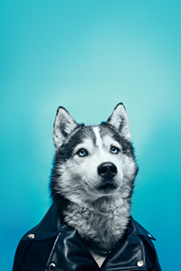 The Husky Rockstar (720x1280) Resolution Wallpaper