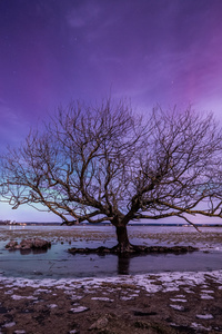 Tree Aurora Northern Lights (1440x2560) Resolution Wallpaper