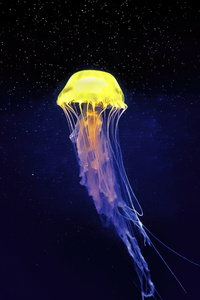 Yellow White Jellyfish (720x1280) Resolution Wallpaper