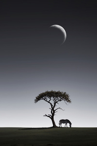 Zebra Twilight Harmony (720x1280) Resolution Wallpaper