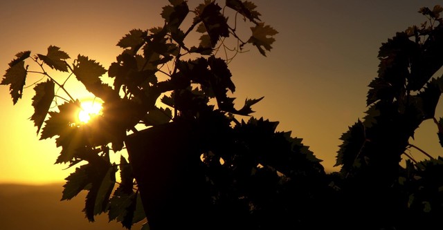 Somm: Dentro da Garrafa