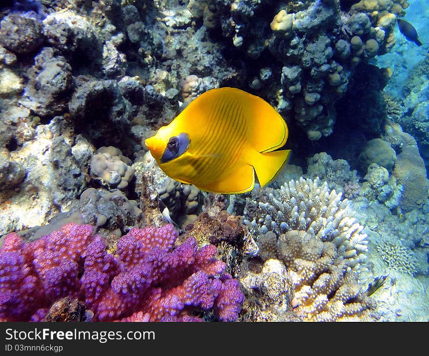 Fine fish (Chaetodon semilarvatus) in Red sea