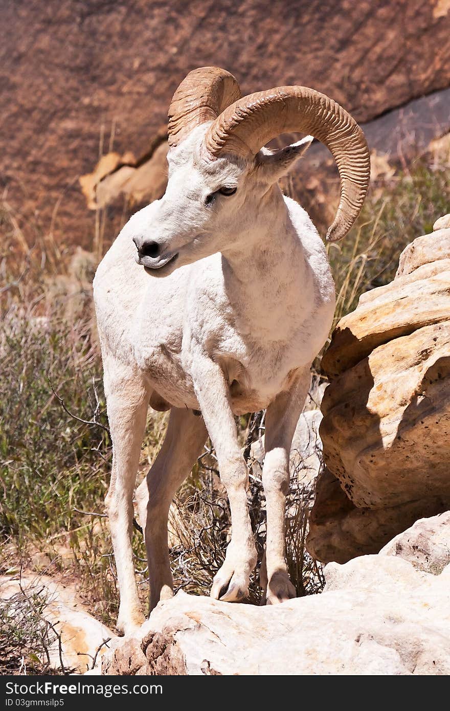 Albino Bighorn Ram Sheep