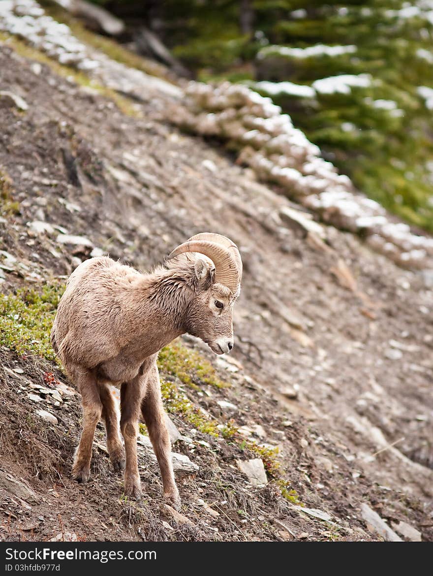 Bighorn sheep Ram