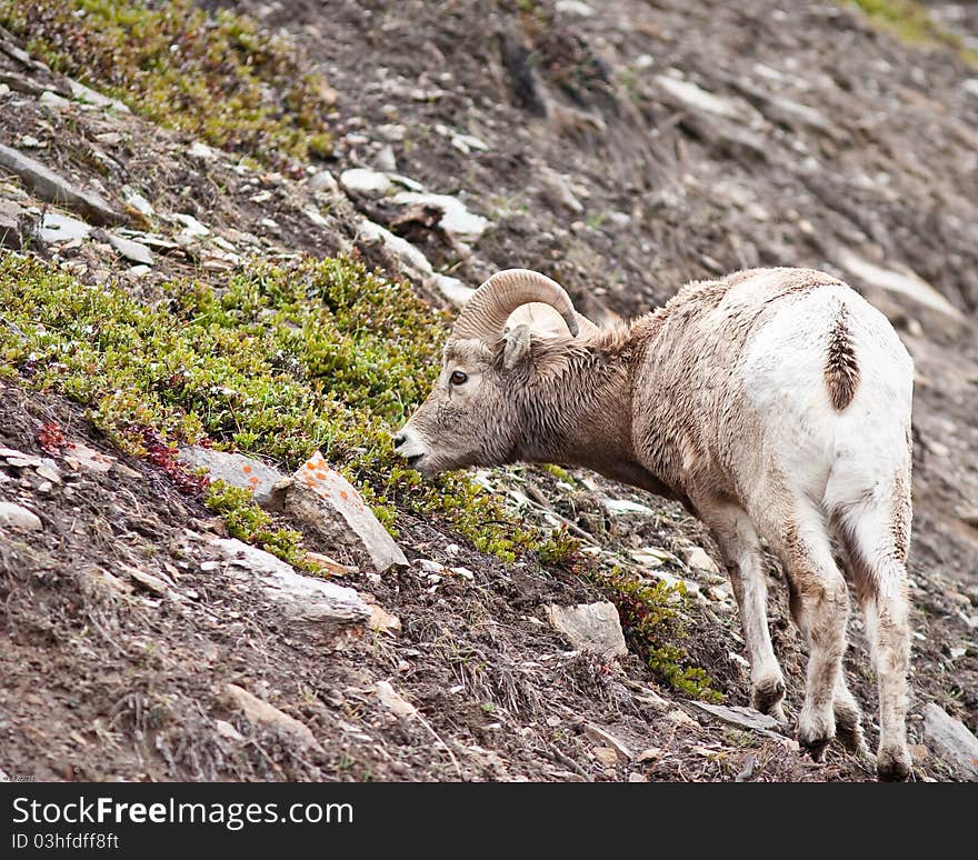 Bighorn sheep Ram