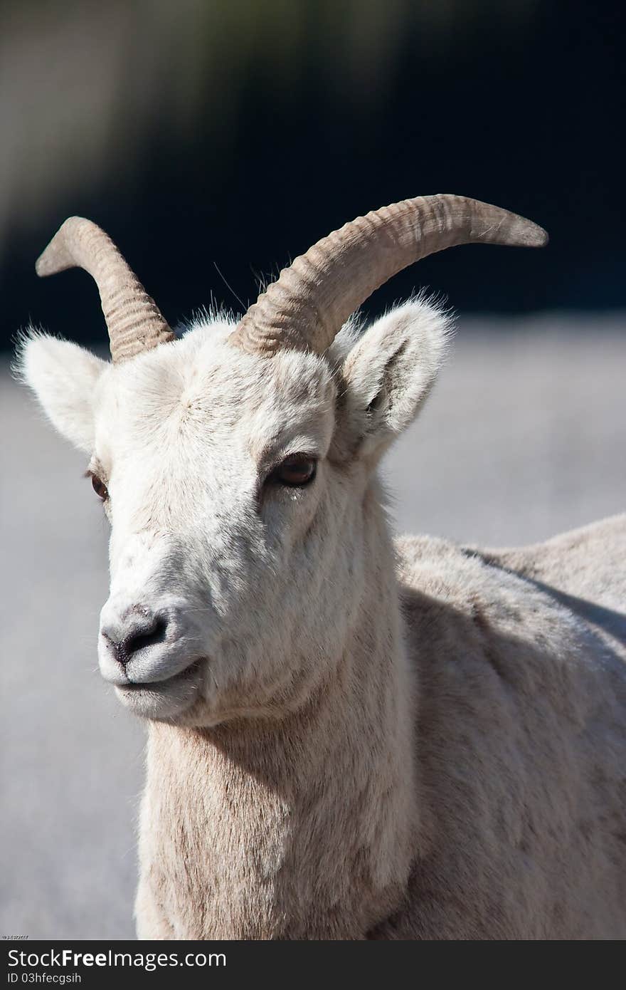 Bighorn sheep