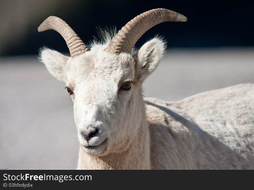 Bighorn sheep