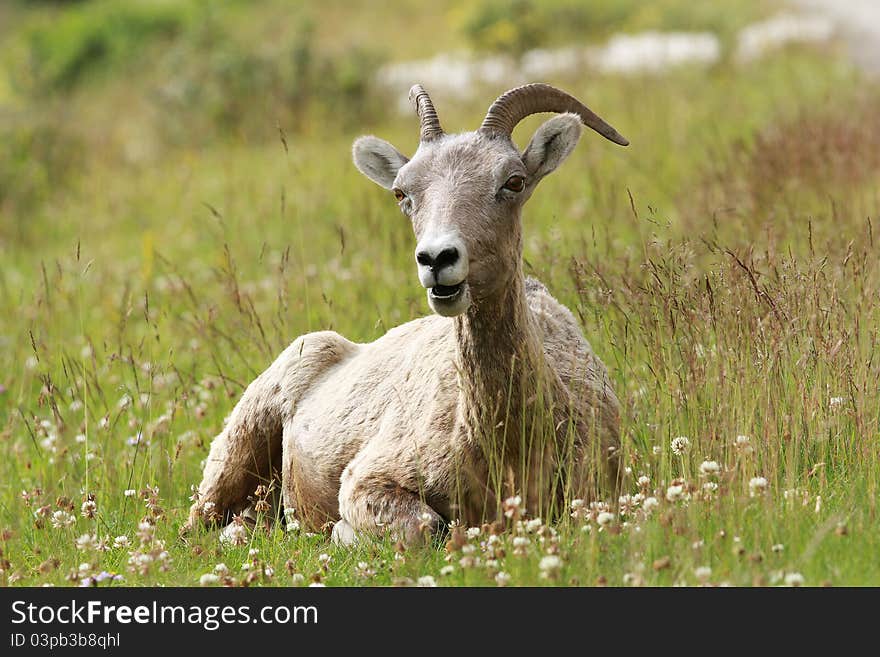 Rocky Mountain Bighorn Sheep Lying in a Meadow