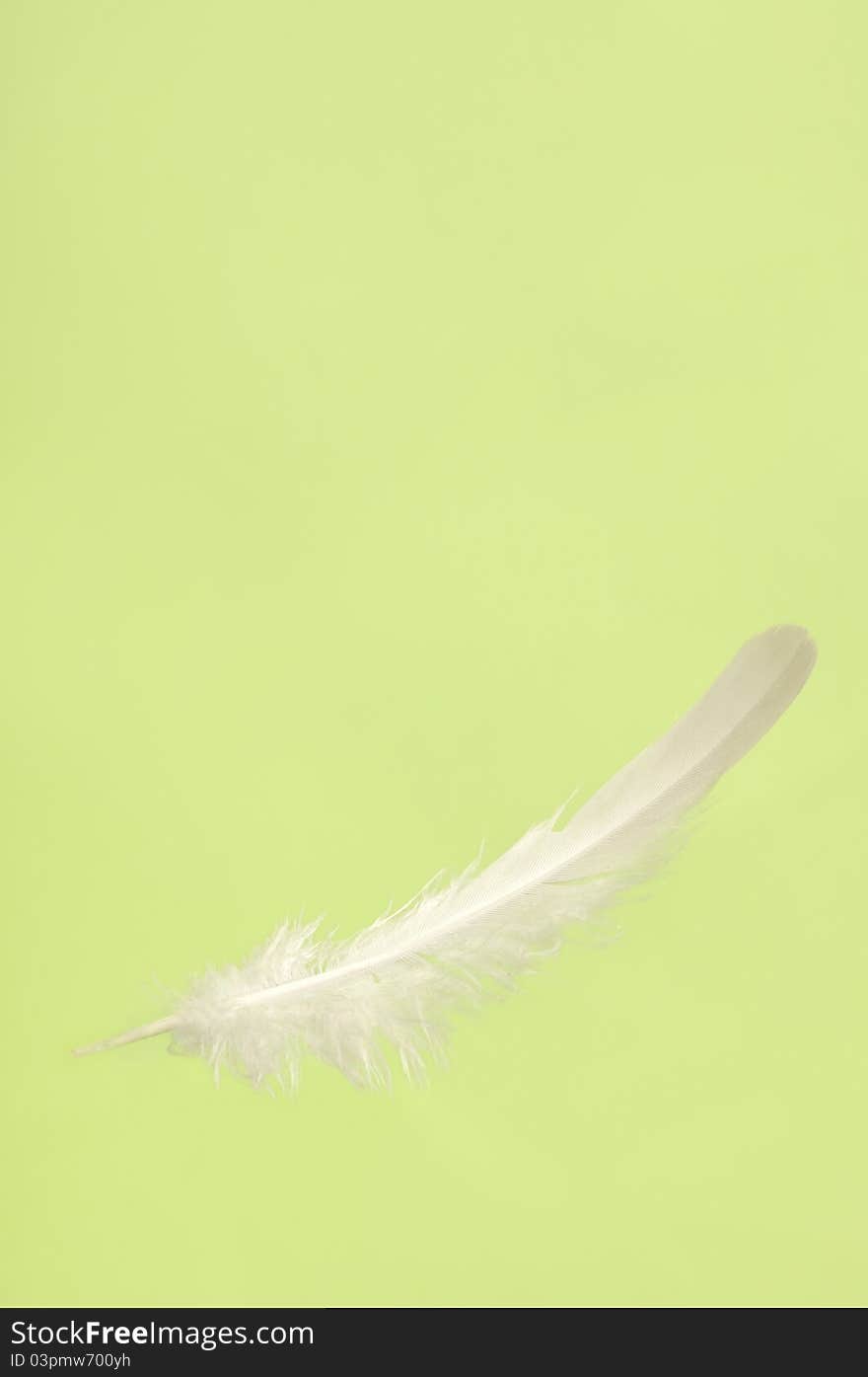 Falling white delicate bird feather close-up isolated over light green background. Falling white delicate bird feather close-up isolated over light green background