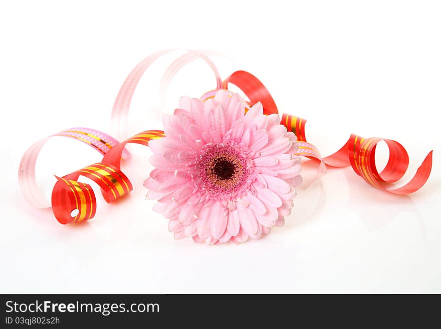 Fine flowers on a white background