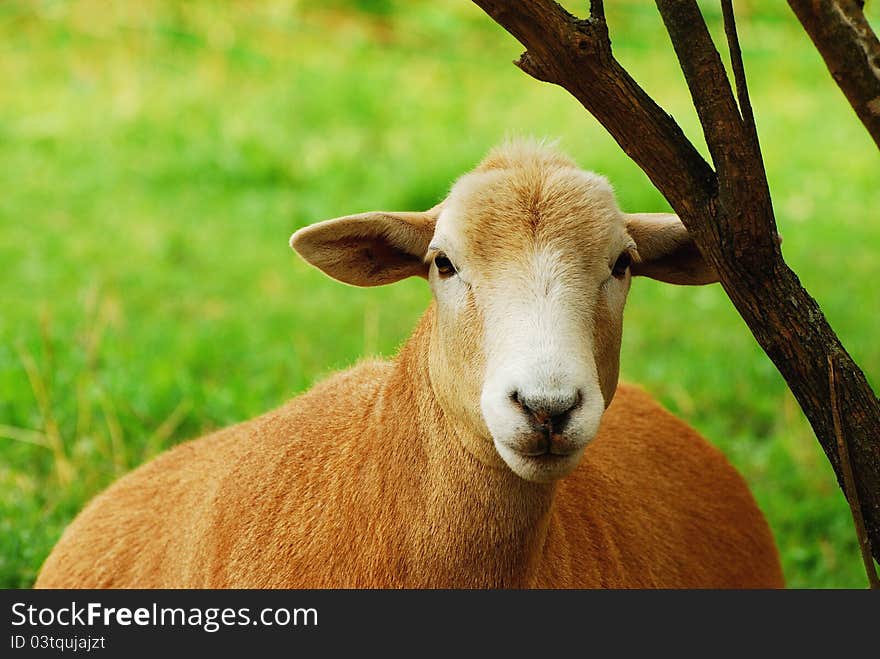 Mother Sheep Resting by Tree