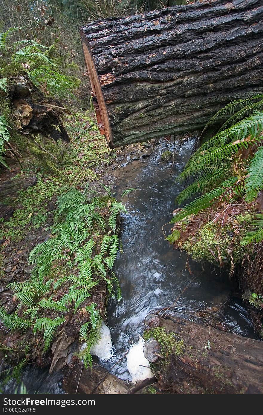 Waterfall under a cut tree. This tree was already fallen and only cut to clear a hiking trail. Waterfall under a cut tree. This tree was already fallen and only cut to clear a hiking trail.