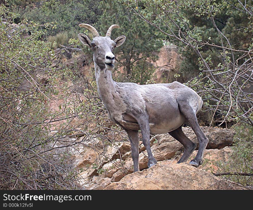 Bighorn Sheep at Grand Canyon