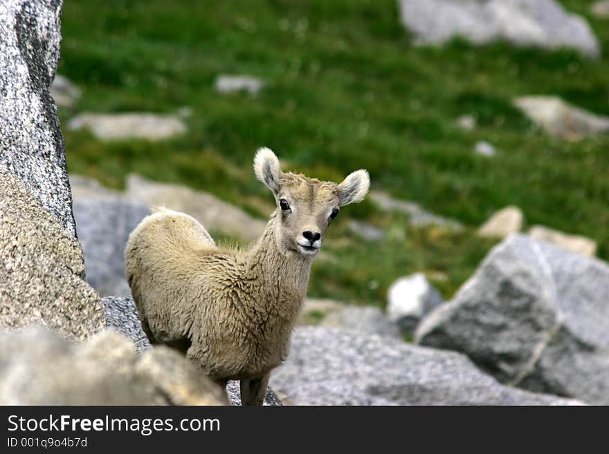 Baby bighorn at mt. Evans