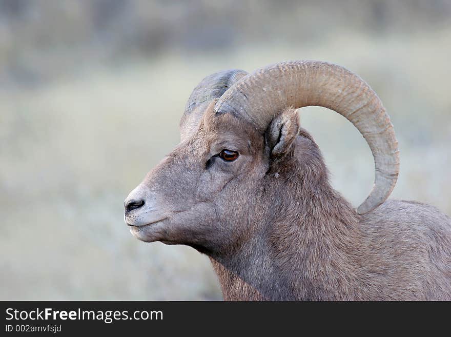 Bighorn sheep