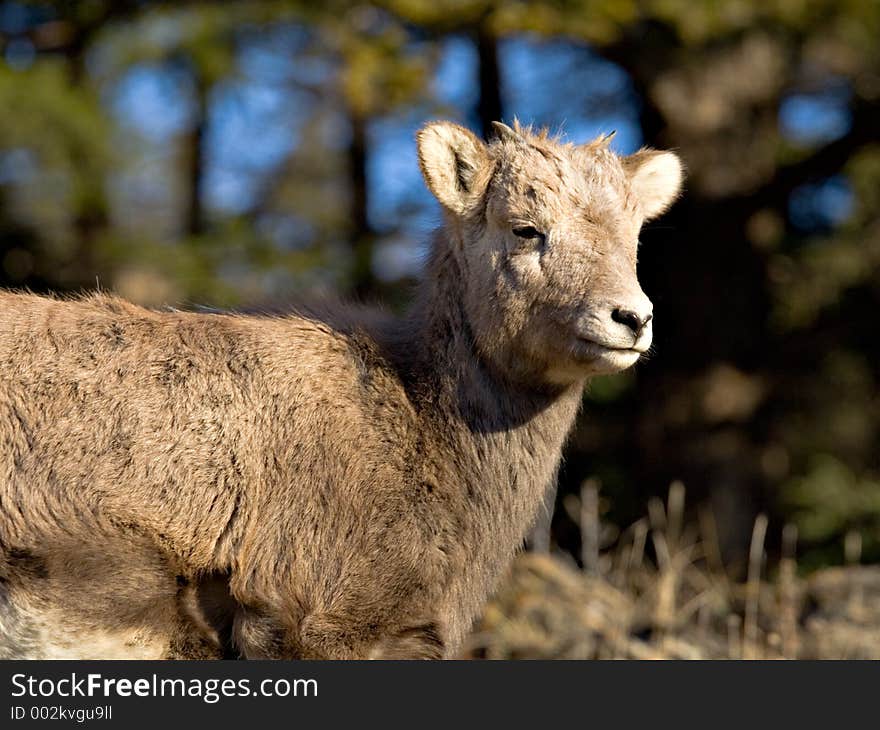 Baby Bighorn Sheep