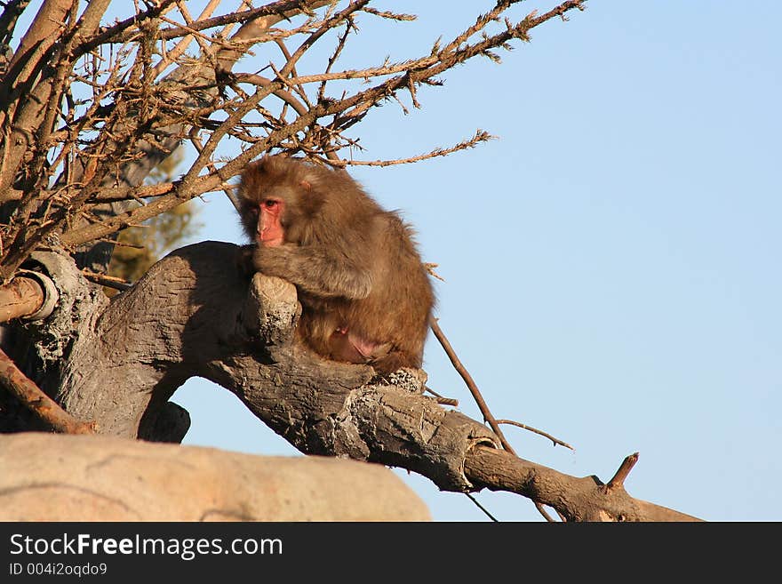 Thoughful Japanese Macaque sitting on a branch