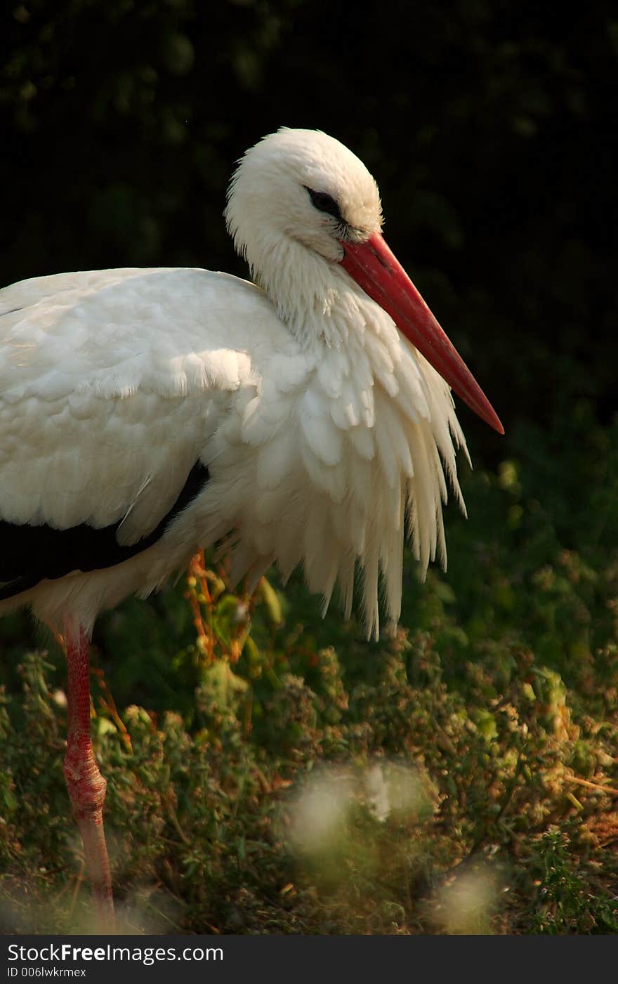 A white stork i blowing his feather, Image was captured in a german zoo. A white stork i blowing his feather, Image was captured in a german zoo.