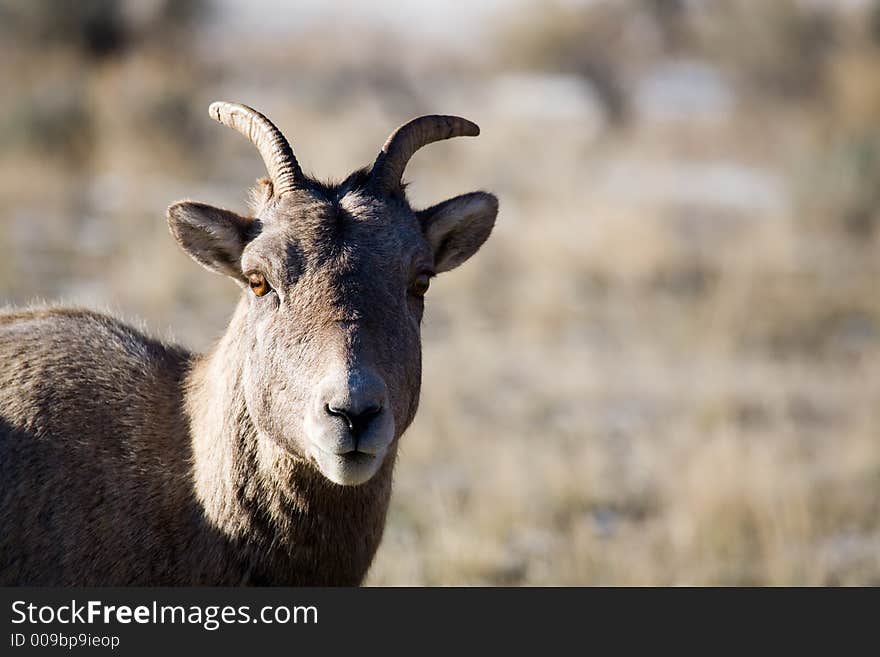 Bighorn sheep