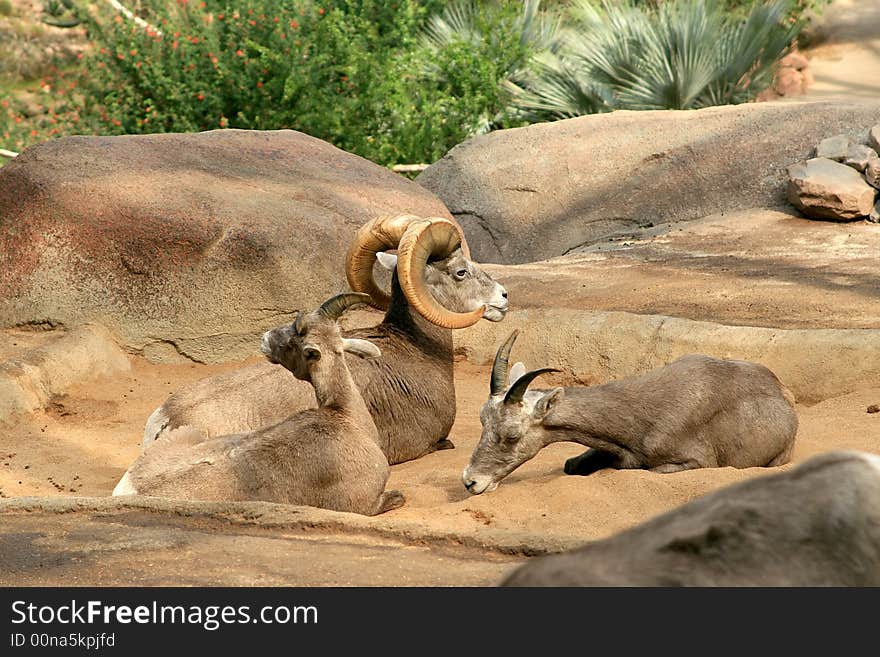 Bighorn sheep family