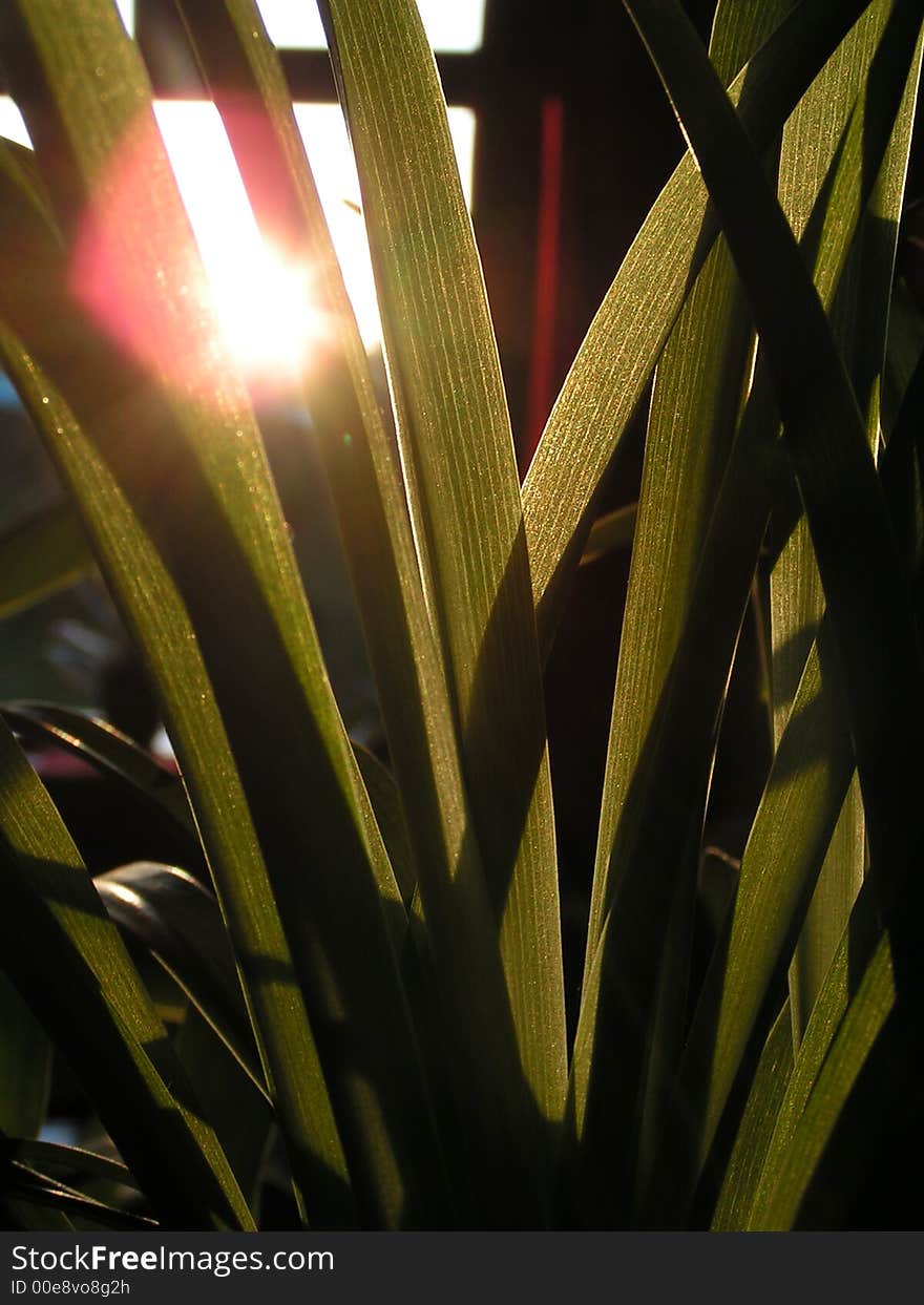 Gras in the sun