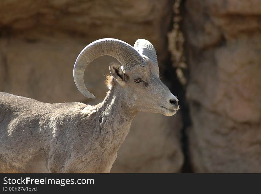 Bighorn Sheep