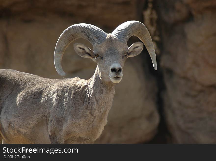 Bighorn Sheep 3