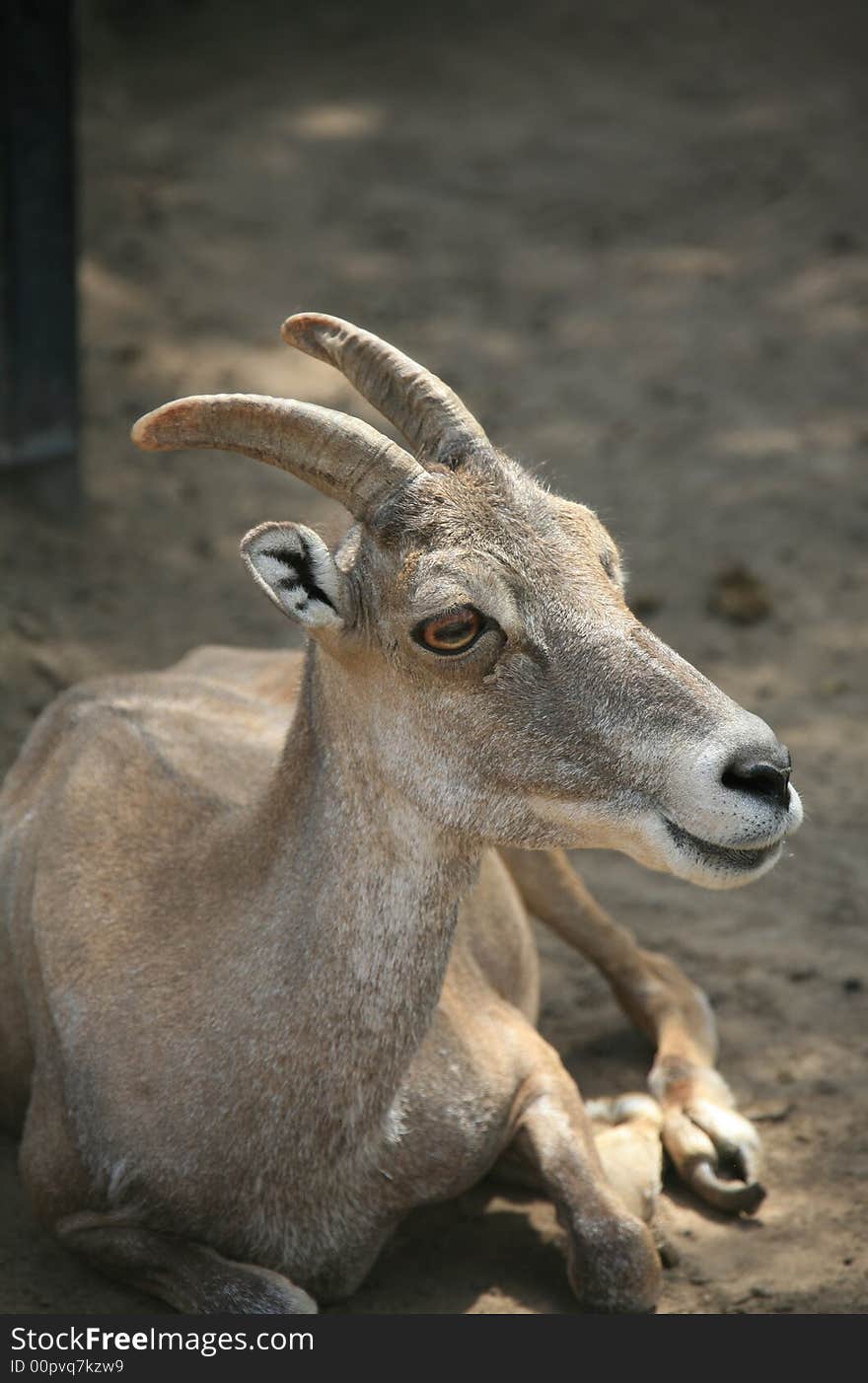 BIGHORN BABY SHEEP