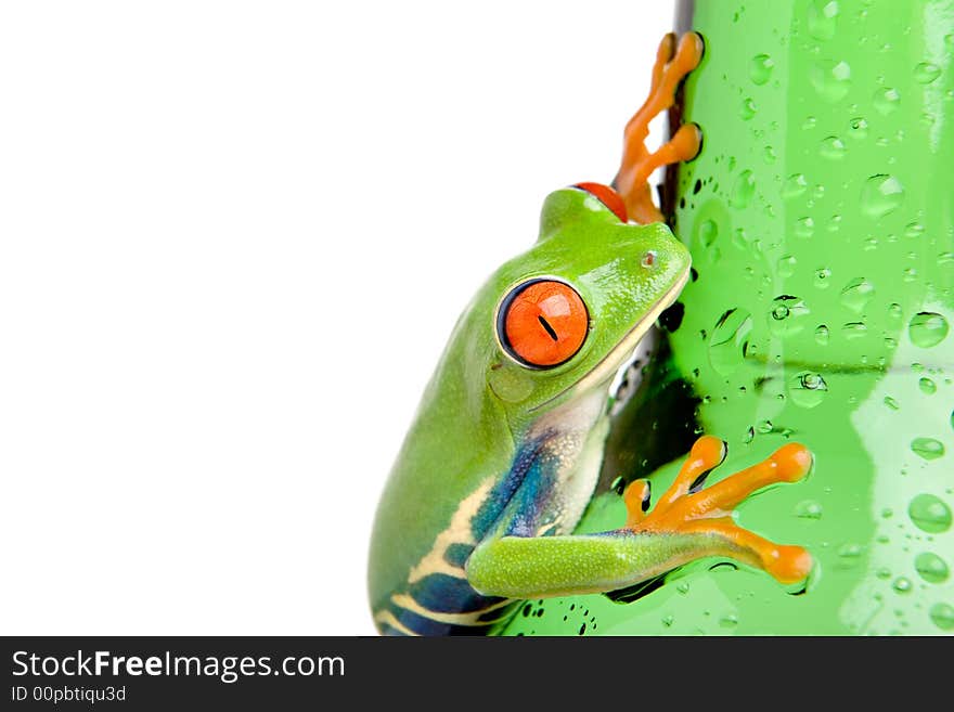 Frog on wet bottle isolated on white