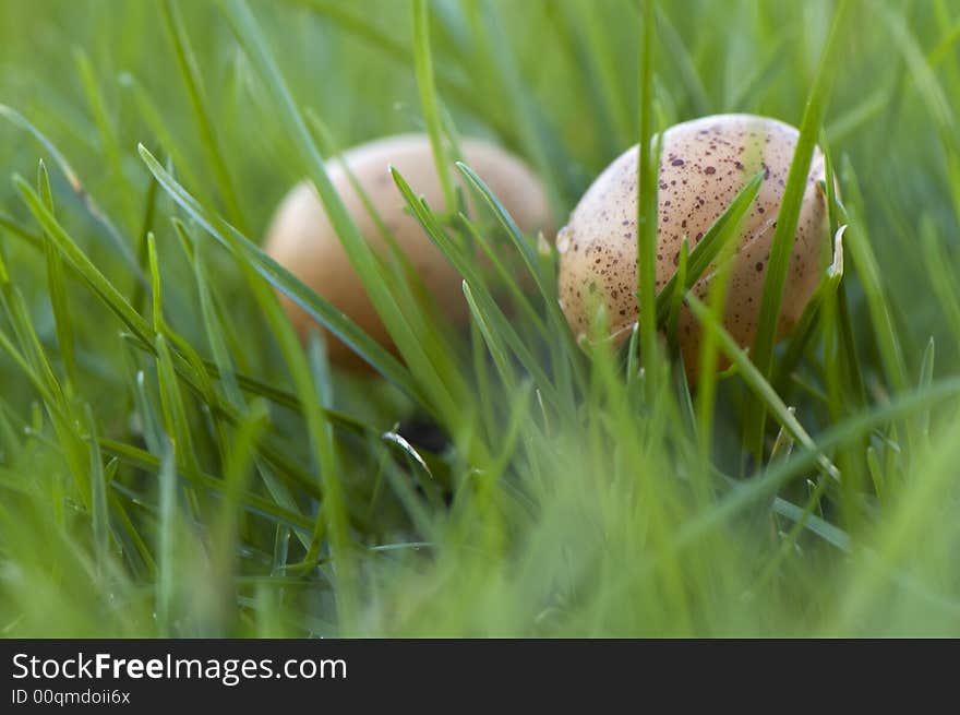 Eggs close up in gras