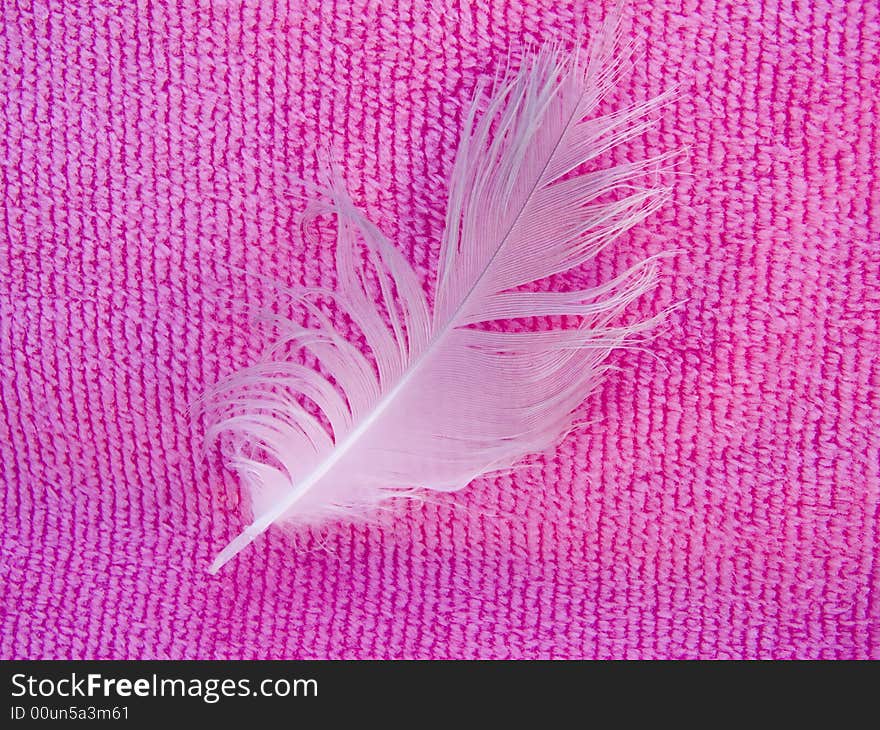 White feather in a pink background