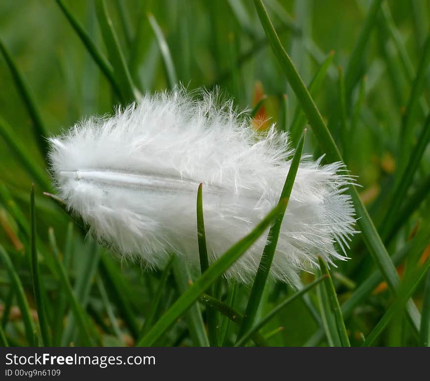 White bird feather on grass. White bird feather on grass