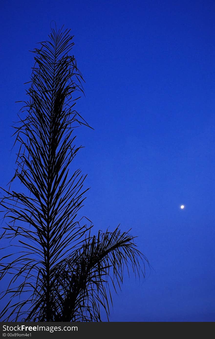 Early one evening, on the Highveld, Johannesburg, South Africa. Early one evening, on the Highveld, Johannesburg, South Africa