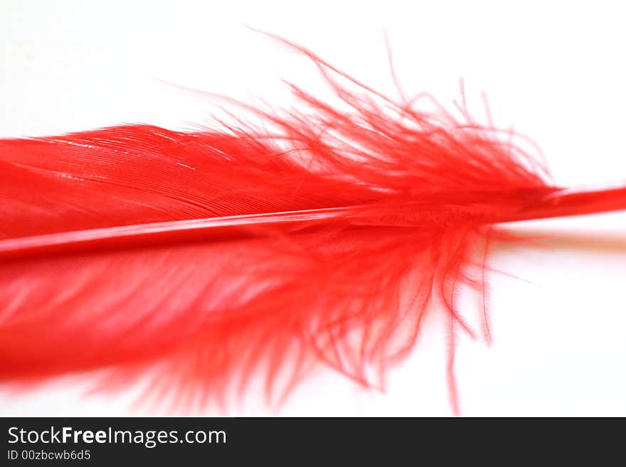 Close up: Part of feather in red colour on white background. Close up: Part of feather in red colour on white background.